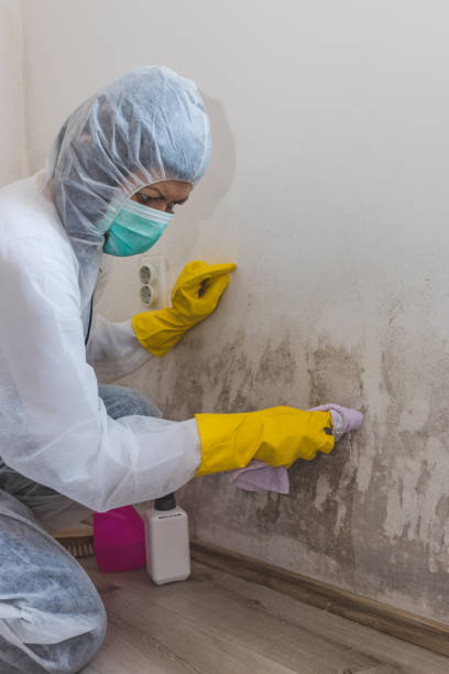 Professional Mold Removal in Monticello, NY