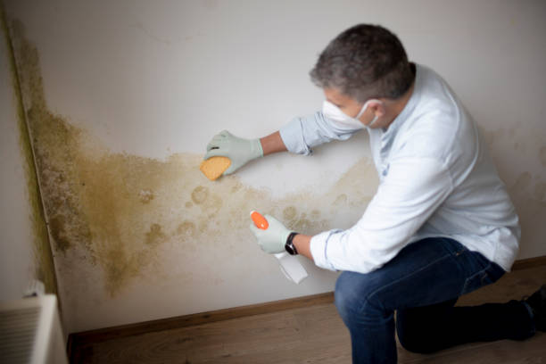 Best Basement Mold Removal  in Monticello, NY